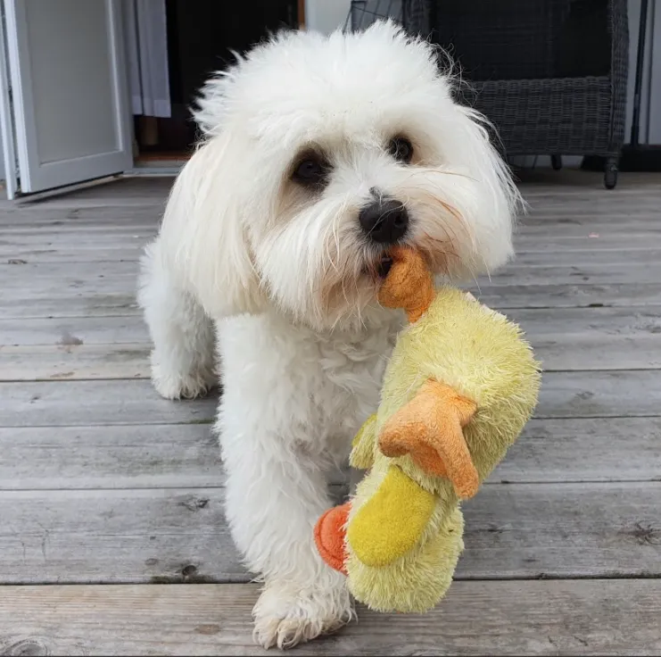 Millie, eine kleine weiße Hündin, trägt eine gelbe Spielzeugente über eine Holzterrasse